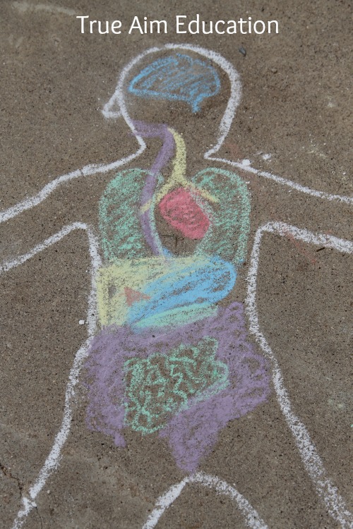Chalk Anatomy Activity